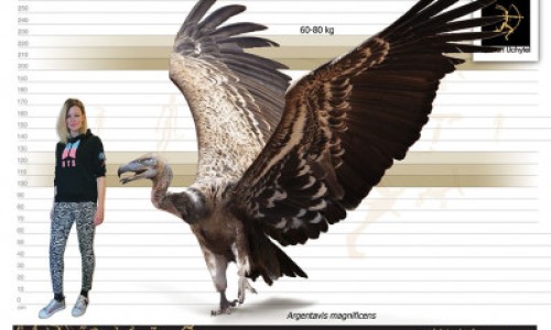 怀孕脸上长斑图片-怀孕脸上长斑怎么消除专区_怀孕脸上长斑图片专区_怀孕脸上容易出油男孩吗网